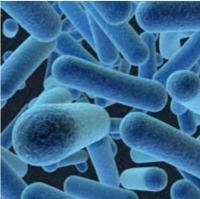 龍根比菲德氏菌 Bifidobacterium longum