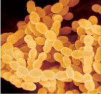 嗜熱鏈球菌  Streptococcus thermophilus 