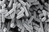 胚芽乳酸桿菌  Lactobacillus plantarum 