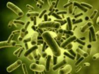 羅伊氏乳桿菌   Lactobacillus reuteri