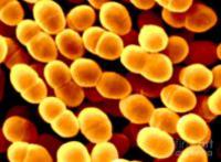 雷特氏乳酸菌  Lactococcus lactis