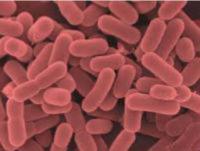 唾液乳酸桿菌  Lactobacillus salivarius