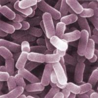 乾酪乳桿菌  Lactobacillus casei