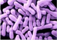 雷特氏B菌 Bifidobacterium lactis